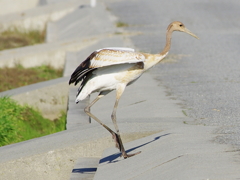 丹頂（幼鳥）