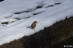 雪上のモズ１
