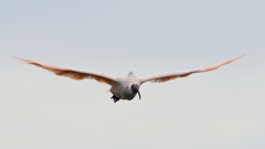 飛鳥その2