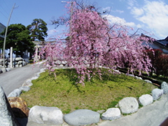 枝垂桜