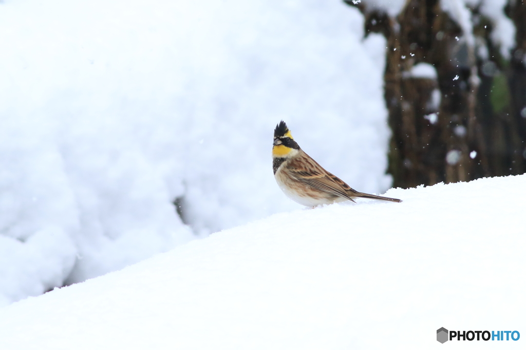 雪中散歩・・2