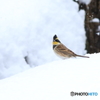 雪中散歩・・2