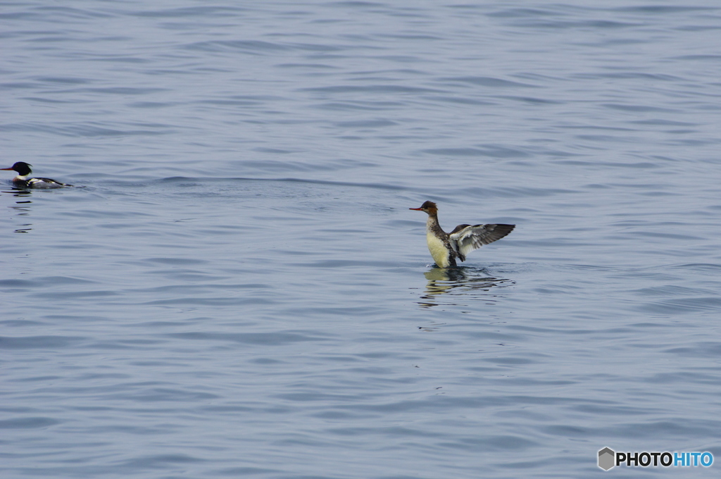 ウミアイサ　♀