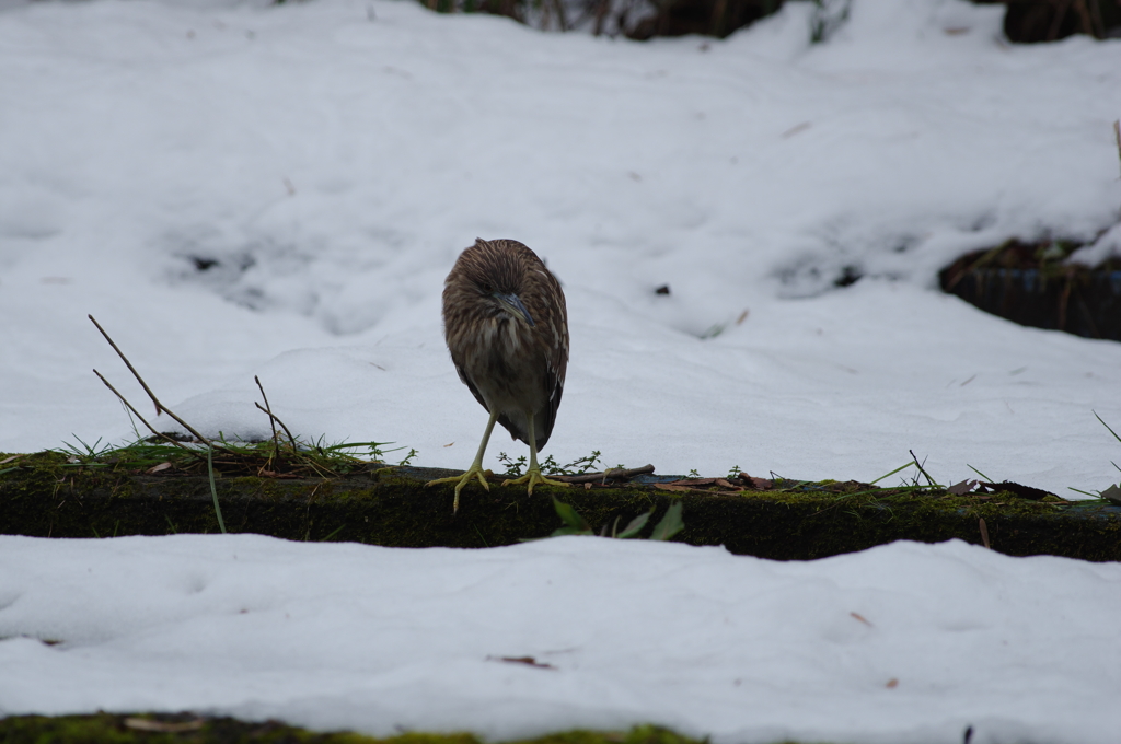 雪絡み　ゴイサギ（幼鳥）