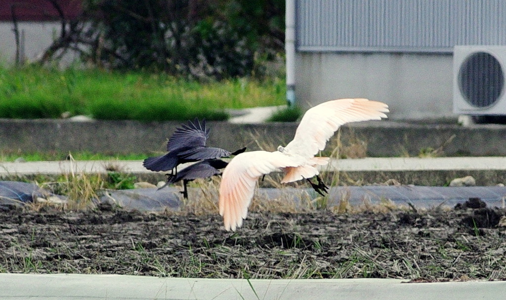 ０４朱鷺カラスと