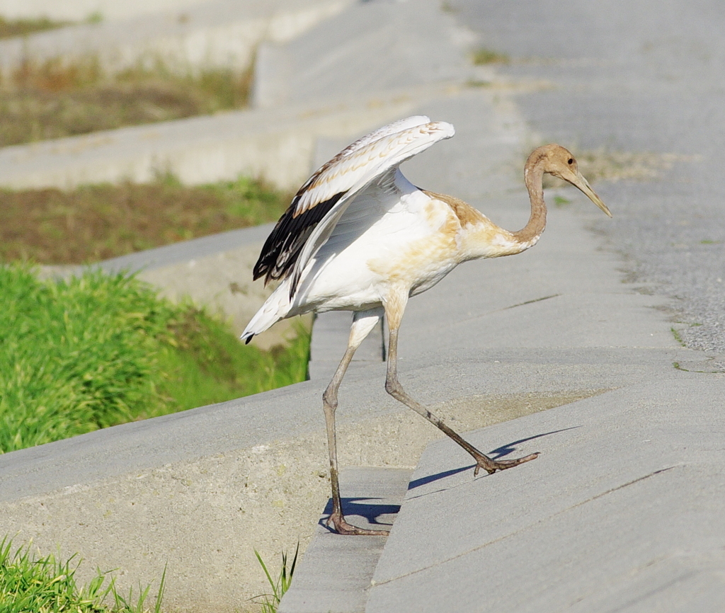 丹頂（幼鳥）
