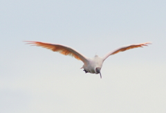 飛鳥その2