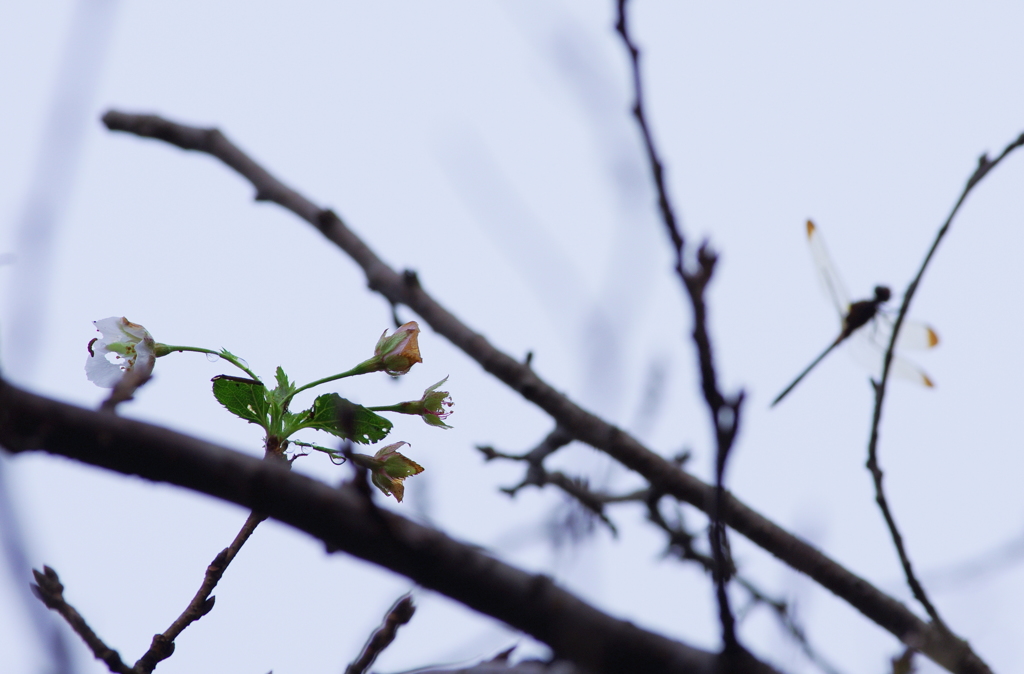 庭に咲いた季節外れの桜