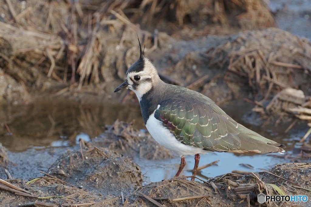 野鳥散策・・2
