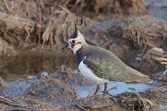 野鳥散策・・2