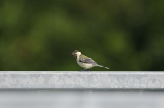 シジュウカラ