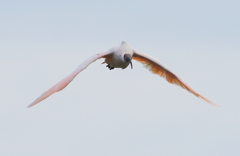 飛鳥その2