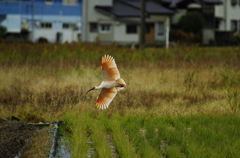 ０４朱鷺着地