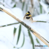 雪絡み丸竹の上に乗りました　2