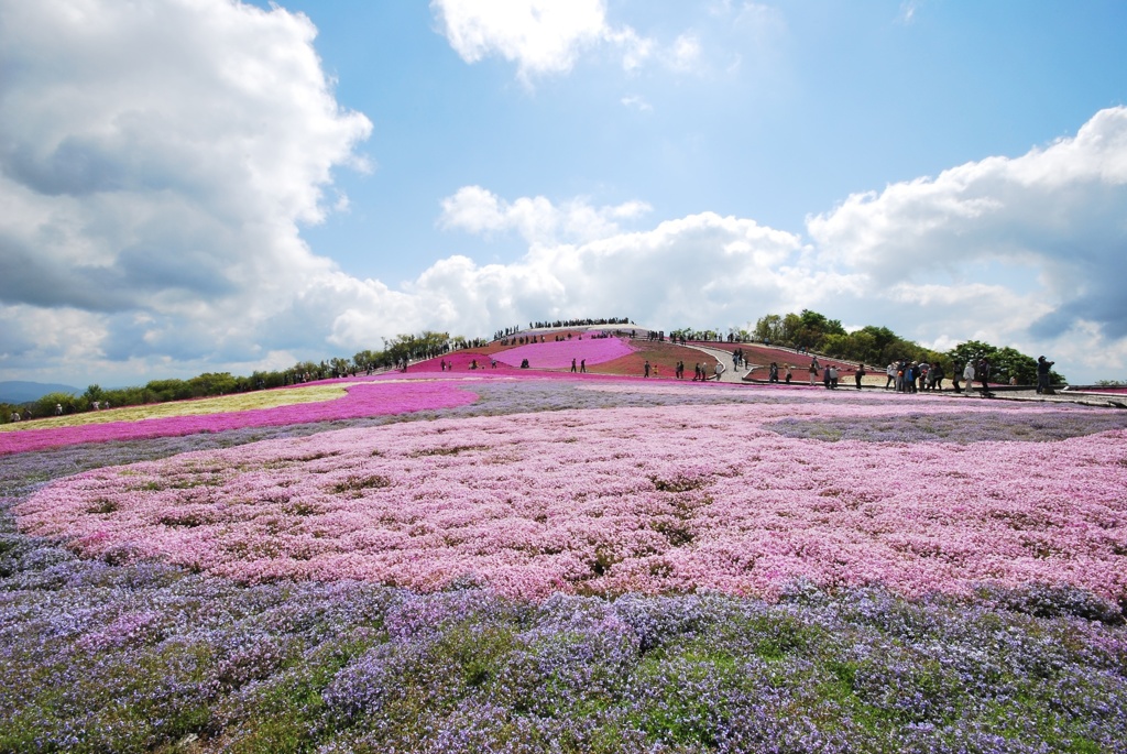 芝桜の丘