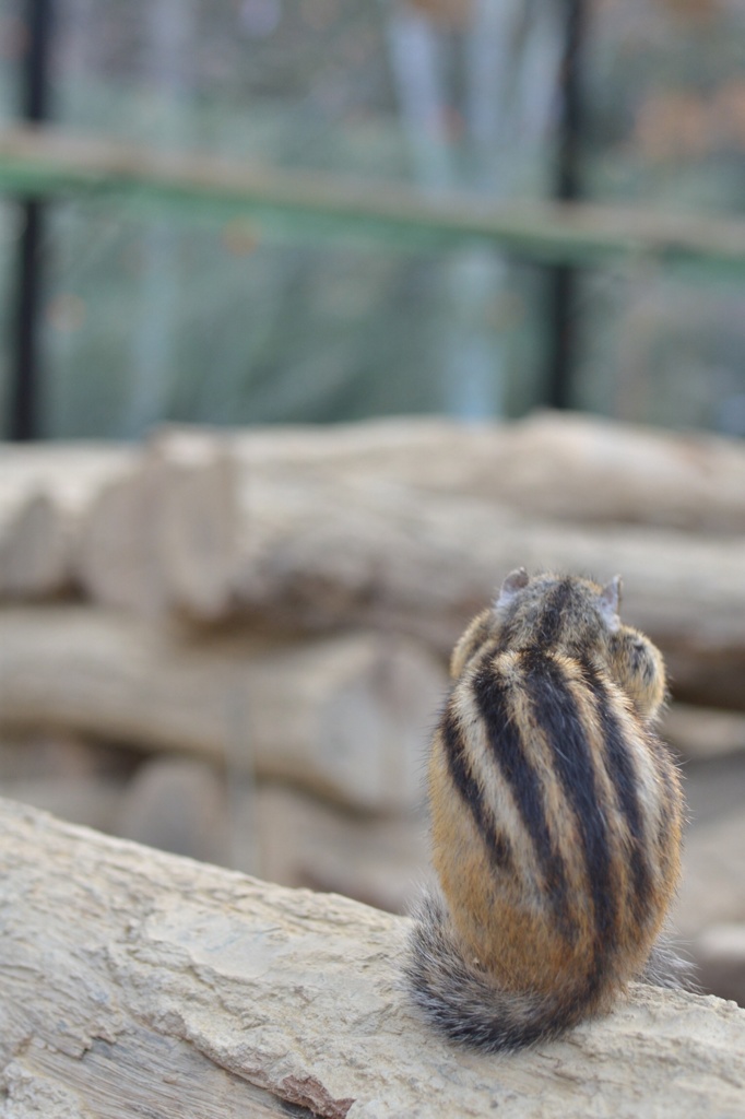 シマリス！