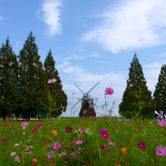 秋日和