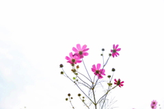小さい秋です