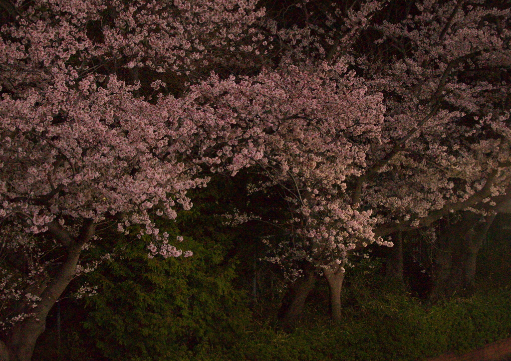 三ッ沢の夜桜 Part.2