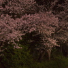 三ッ沢の夜桜 Part.2