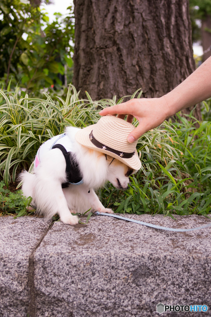 Straw Hat　Dog