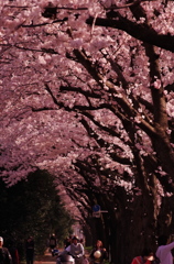 桜 Part.2