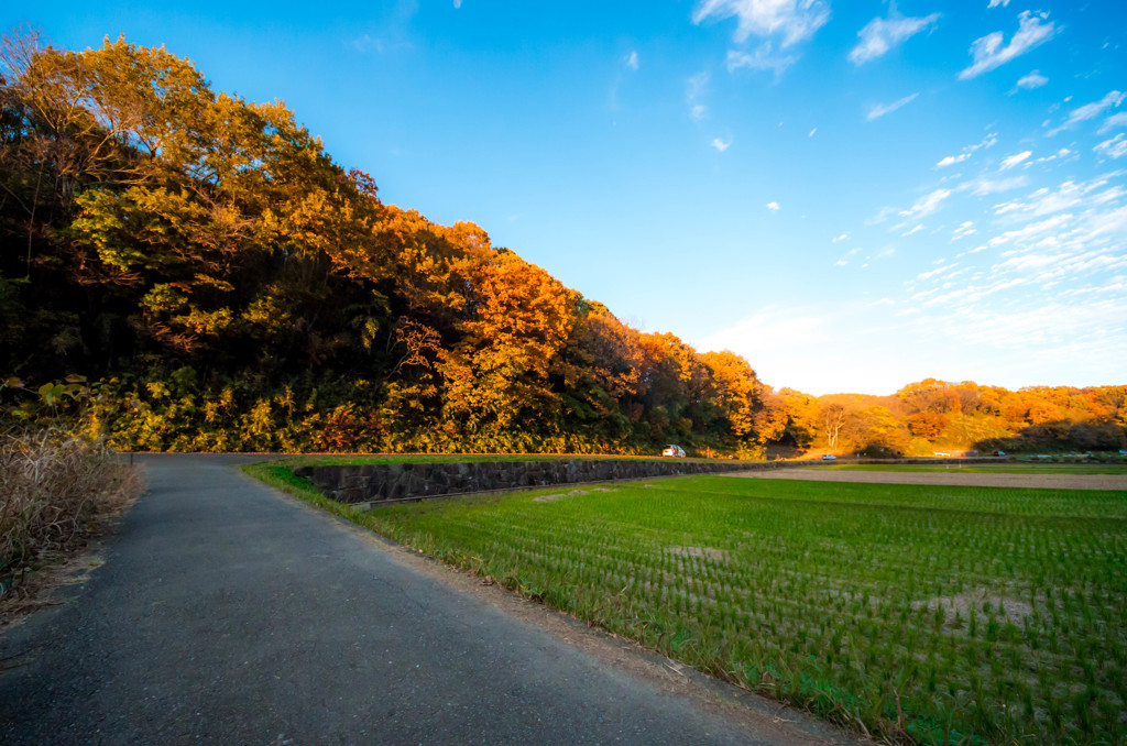 秋の散歩道