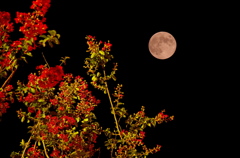 中秋の月夜に咲く花は