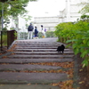 階段と黒猫