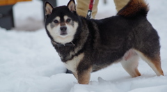 リッキーさんと遊ぼう 雪のある風景