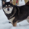 リッキーさんと遊ぼう 雪のある風景