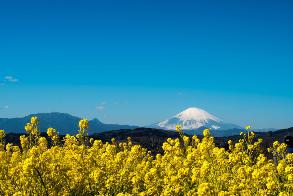 菜の花畑と富士山と