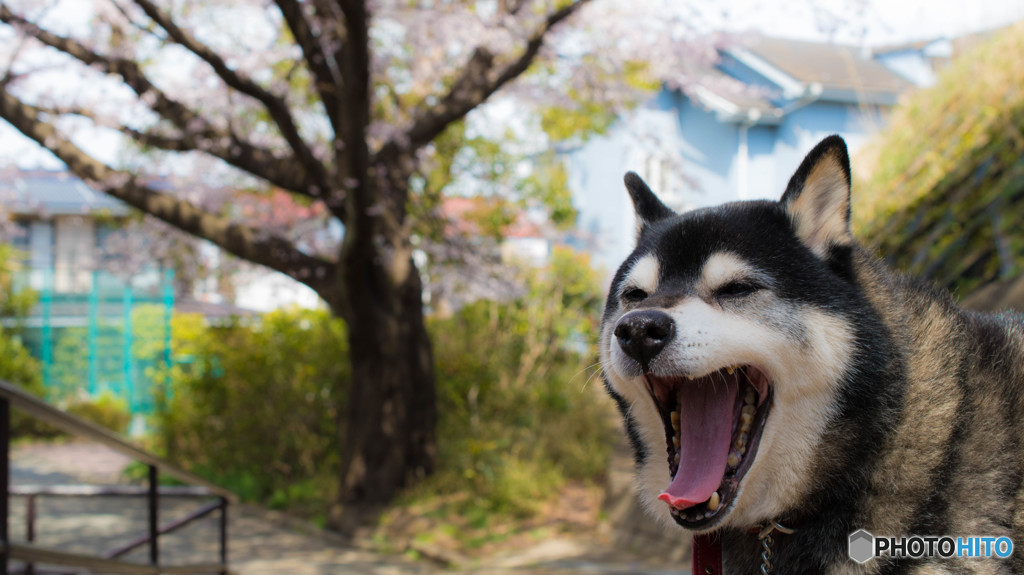 愛犬と桜②