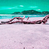 由比の流木 2