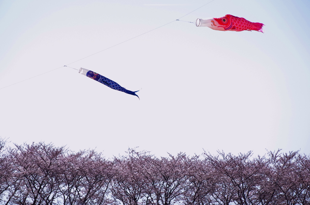 鯉に桜