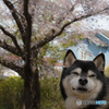 愛犬と桜①