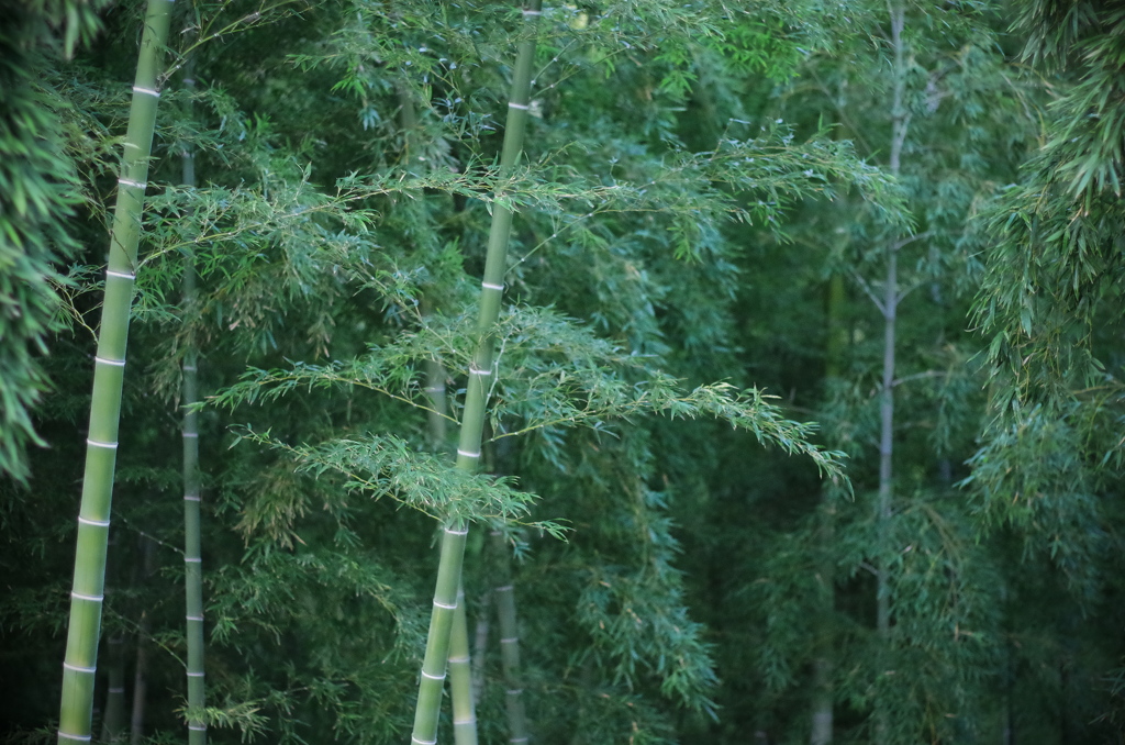 Bamboo