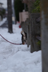 リッキーさんと遊ぼう 雪のある風景Ⅳ