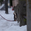 リッキーさんと遊ぼう 雪のある風景Ⅳ