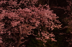 三ッ沢の夜桜 Part.1