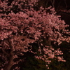 三ッ沢の夜桜 Part.1