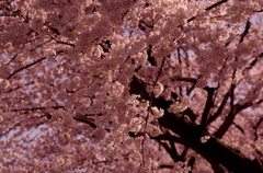 桜 Part.3