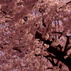 桜 Part.3