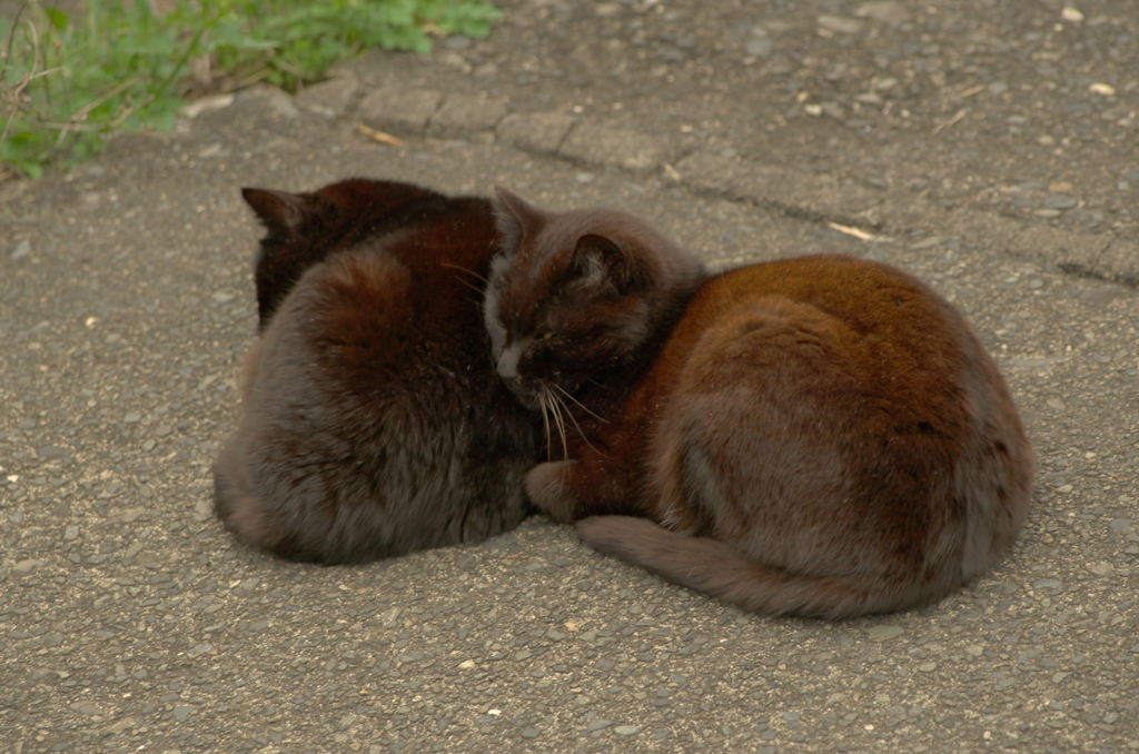ハマの猫