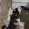 リッキーさんと遊ぼう ジャンプⅡ