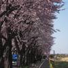 桜 Part.1