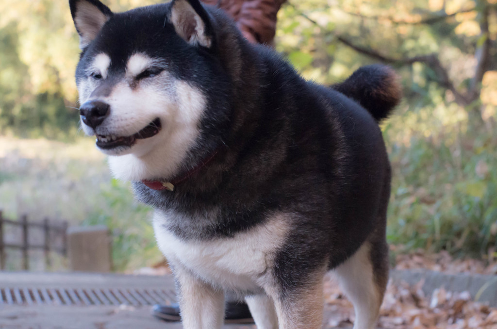 リッキーさんと遊ぼう～2015 秋～