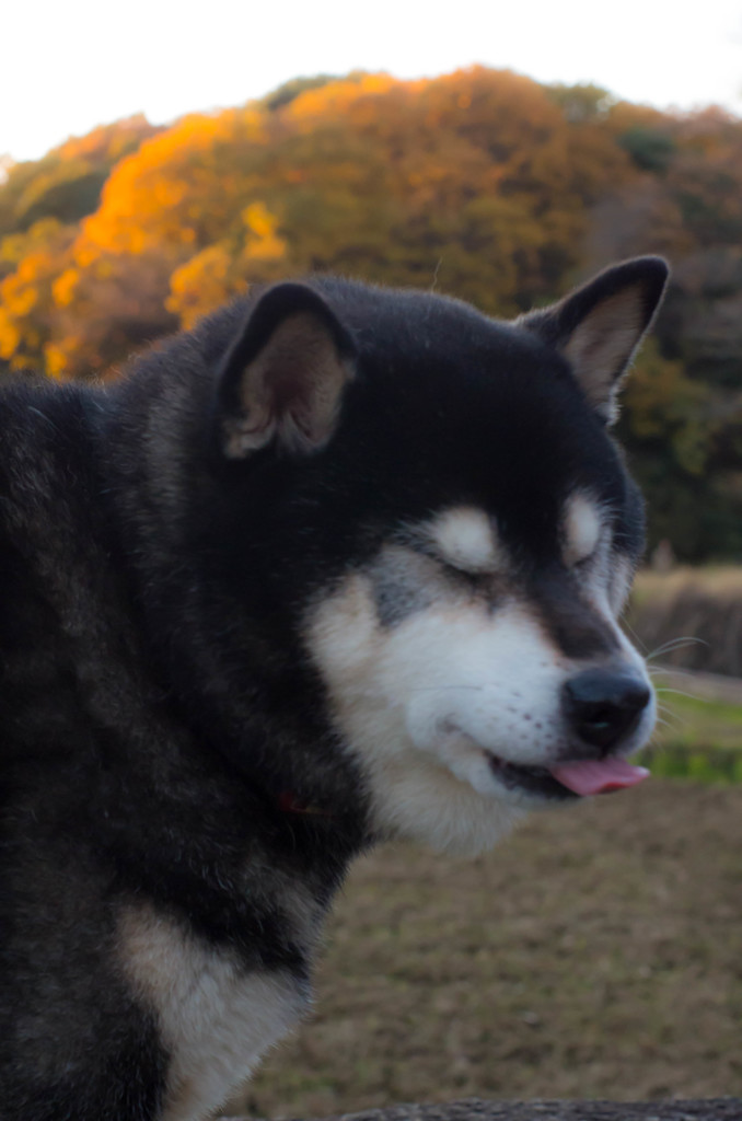 リッキーさんと遊ぼう～2015 秋～