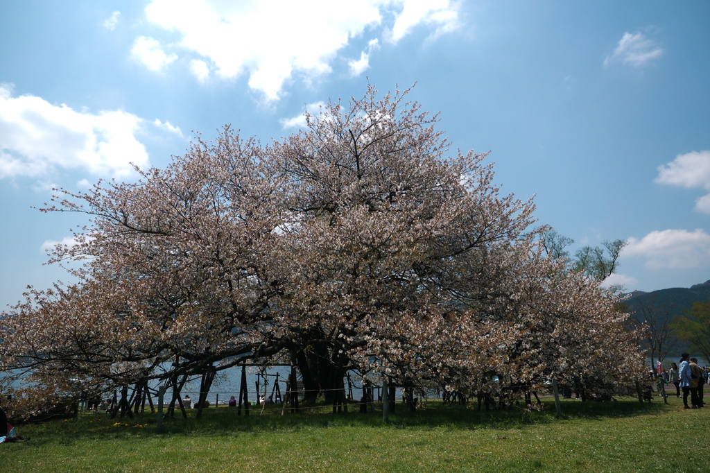 湖畔の一本桜