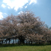 湖畔の一本桜